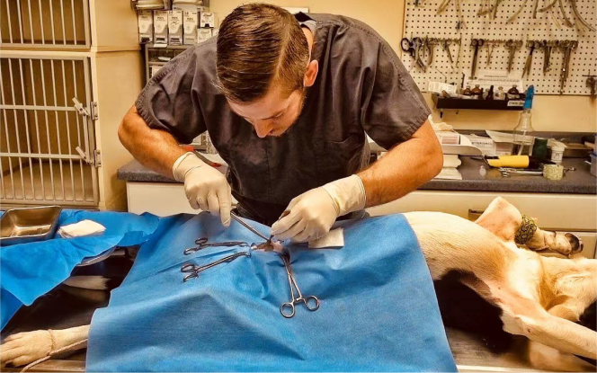 一次性使用無菌寵物手術(shù)包-中型通用（寵物）