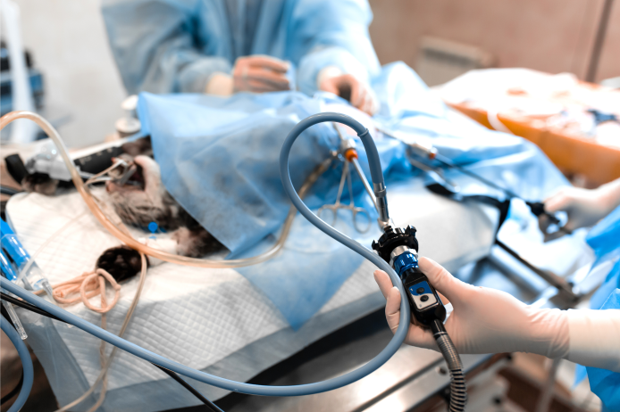 一次性使用無菌寵物手術(shù)包-中型骨科（寵物）