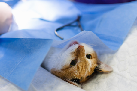 一次性使用無菌寵物手術(shù)包-小型骨科（寵物）